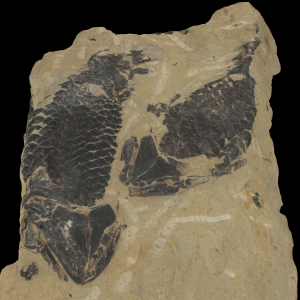 The Fossils of Dura Den